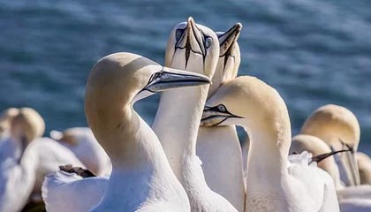 博鱼体育登录入口-病毒席卷英格兰各级联赛 蓝军缺对手要歇半个月？